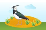 lapwing