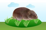 lemming