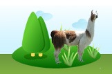 llama
