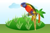 lorikeet