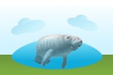 Manatee