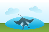 Manta Ray