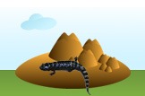 Marbled Salamander