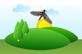 mayfly