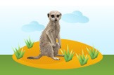 Meerkat