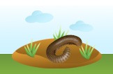 millipede