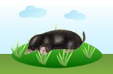mole