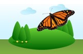Monarch Butterfly