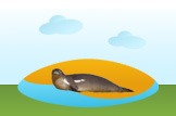 Monk Seal