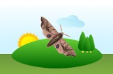 moth