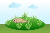 mouse