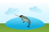 narwhal