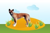 New Guinea Singing Dog