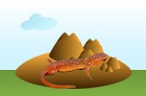 newt
