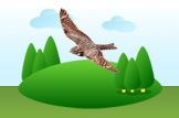 nighthawk