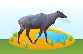 nilgai