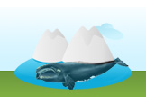 Northern Right Whale