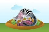 numbat