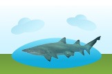 Nurse Shark