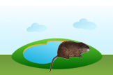 nutria