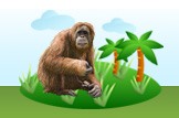orangutan