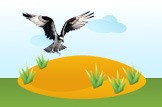 osprey