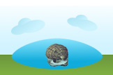 Oyster