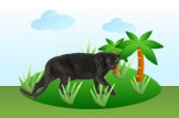 panther