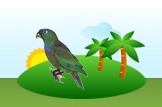 parrot