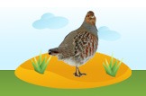 partridge