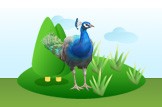 peacock