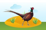 pheasant