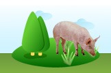 Pig