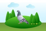 Pigeon