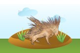 porcupine