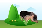 Potbellied Pig