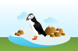 puffin