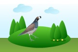quail