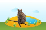 quokka