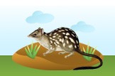 quolls