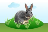 rabbit