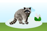 raccoon