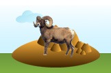 ram