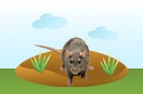 rat