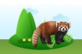 Red Panda
