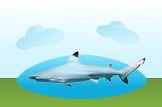 Reef Shark