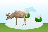 reindeer