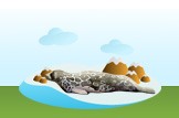 Ringed Seal