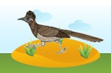 roadrunner