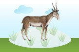 saiga